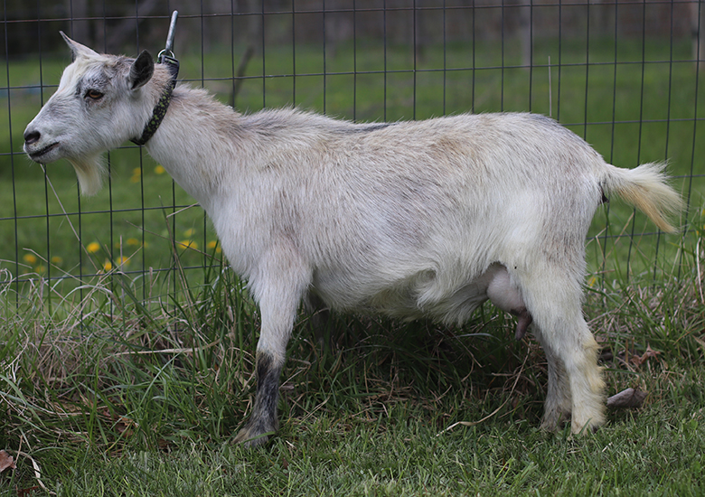 lesperance river dance